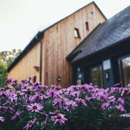 Astern blühen vor dem Haus der Natur