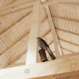 Bussard im Haus der Natur