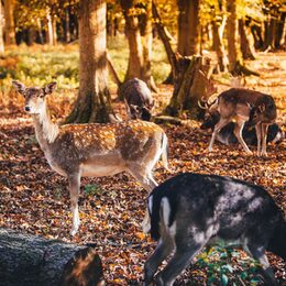 Damwild im Wildgehege an der Waldau