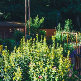 Der Bauerngarten am Haus der Natur