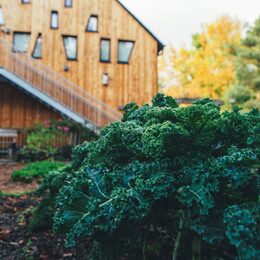 Grünkohl wächst im Bauerngarten am Haus der Natur