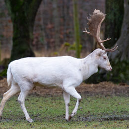 Ein weißer Hirsch im Wildgehege an der Waldau