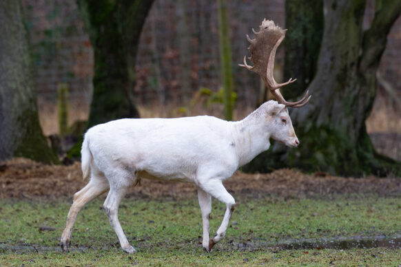 Ein weißer Hirsch im Wildgehege an der Waldau