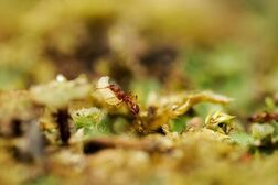 Ameisen auf dem Waldboden