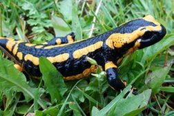 Feuersalamander