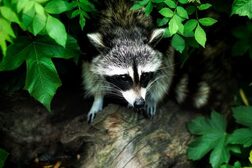 Waschbär auf einem Holzstamm