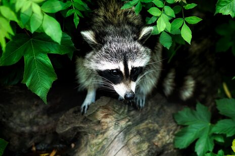 Waschbär auf einem Holzstamm