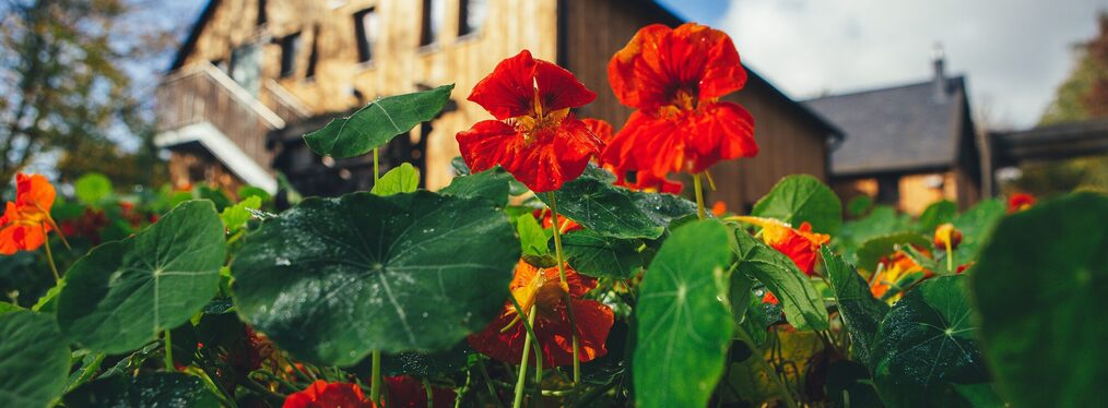 Rote Blumen vor dem Haus der Natur