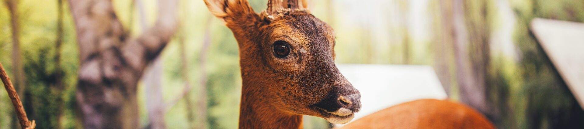 Ausgestopfter Damhirsch im Haus der Natur