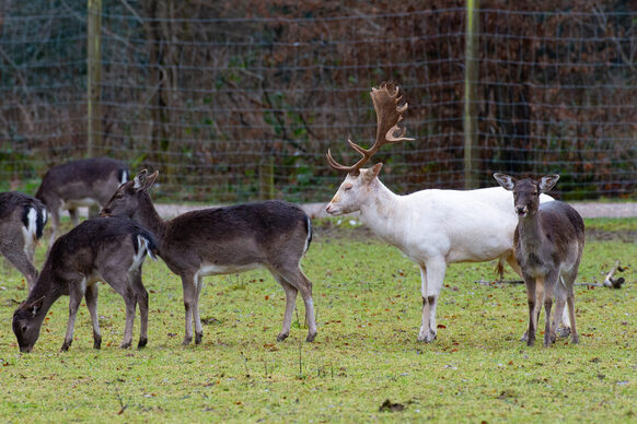 Ein weißer Hirsch im Gehege auf der Waldau