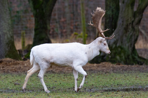 Ein weißer Hirsch im Gehege auf der Waldau