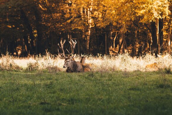 Damwild im Gehege der Waldau.