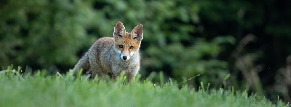 Fuchs läuft über eine Wiese