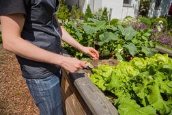 Eine Person steht an einem Hochbeet und jätet mit der Hand Unkraut