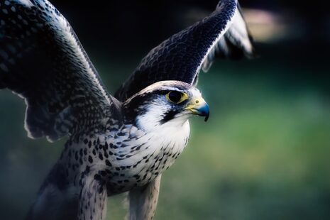 A falcon spreads its wings.