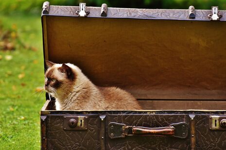 Gatto in valigia
