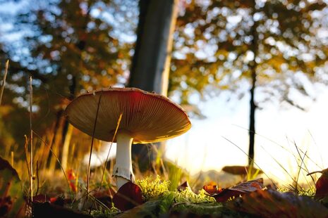 Pilze im Wald