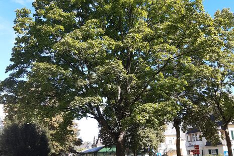 Un érable à feuilles d'obier