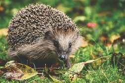 Ein Igel.