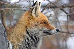 Ein Fuchs schaut aus dem Wald, den Blick in die Ferne gerichtet.