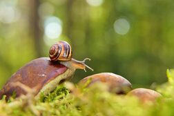 Das Foto zeigt eine Schnecke auf einem Pilz, der auf moosigem Boden liegt.