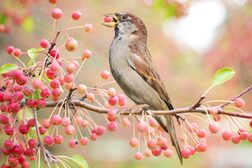 Ein Vogel sitzt auf einem Ast und pickt von roten Beeren